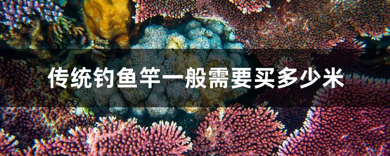 傳統(tǒng)釣魚竿一般需要買多少米 金老虎魚 第1張