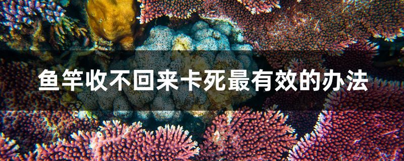 魚竿收不回來卡死最有效的辦法 iwish愛唯希品牌魚缸 第1張