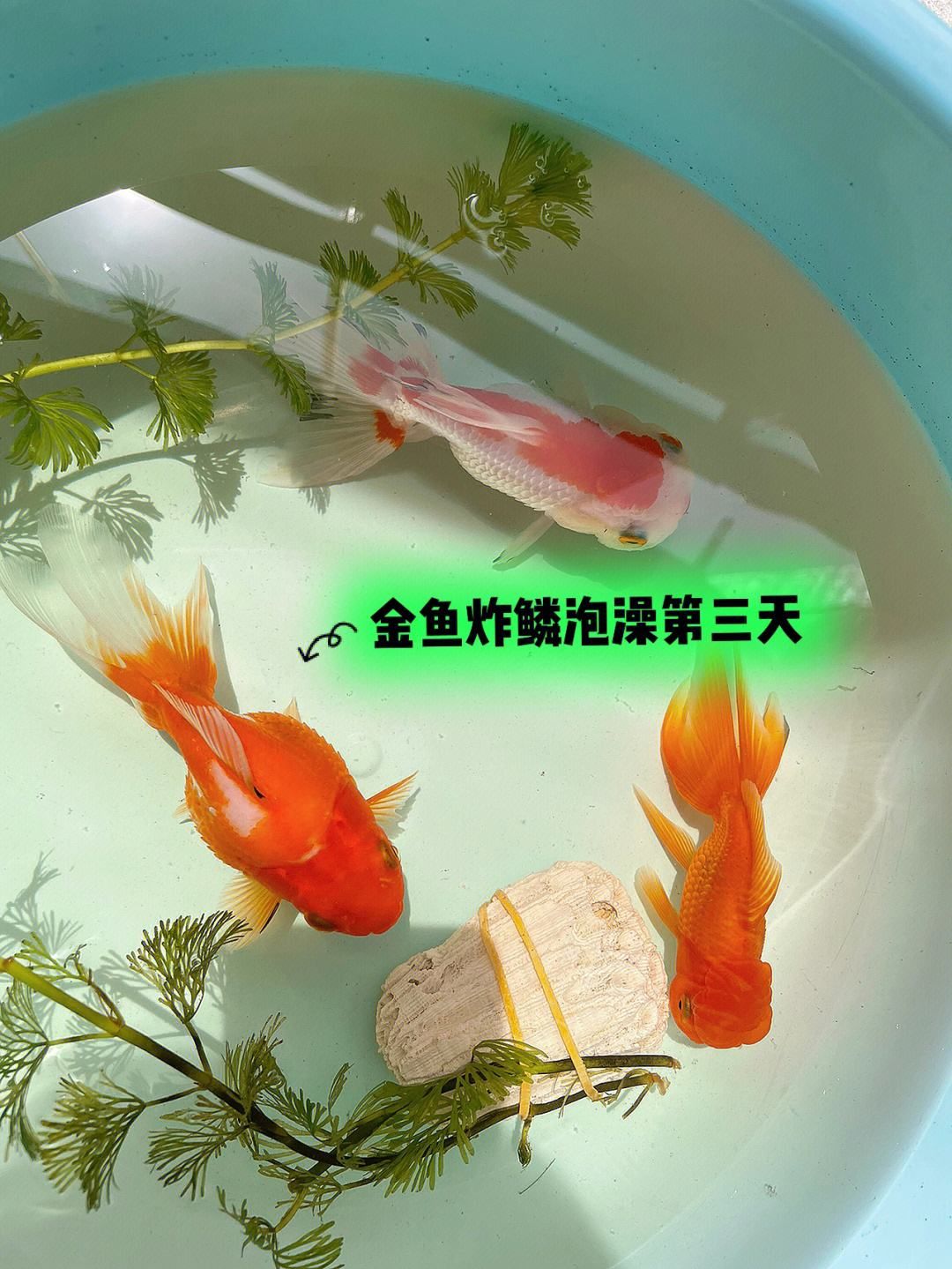 給觀賞魚藥浴一次多久(給魚藥浴的水可反復使用嗎) 元寶鯽 第1張