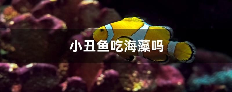 小丑魚吃海藻嗎 三間鼠魚 第1張