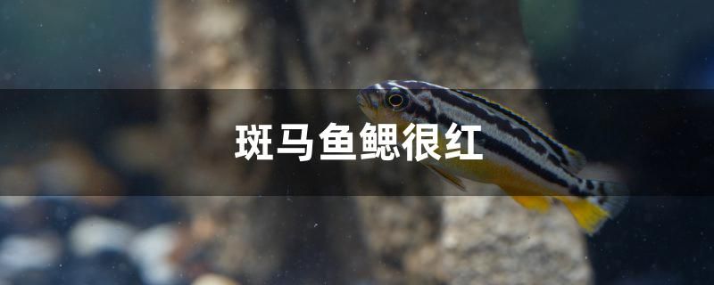 斑馬魚鰓很紅