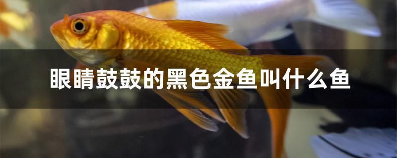 眼睛鼓鼓的黑色金魚叫什么魚