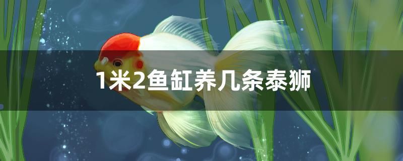 順吉水族魚缸安裝圖片大全集（順景水族館） 黑桃A魚苗