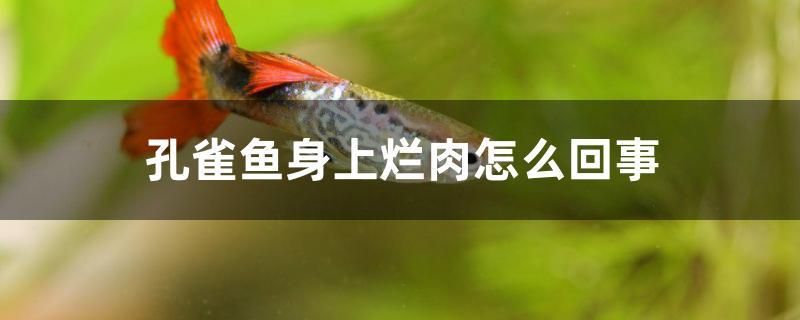 孔雀魚身上爛肉怎么回事