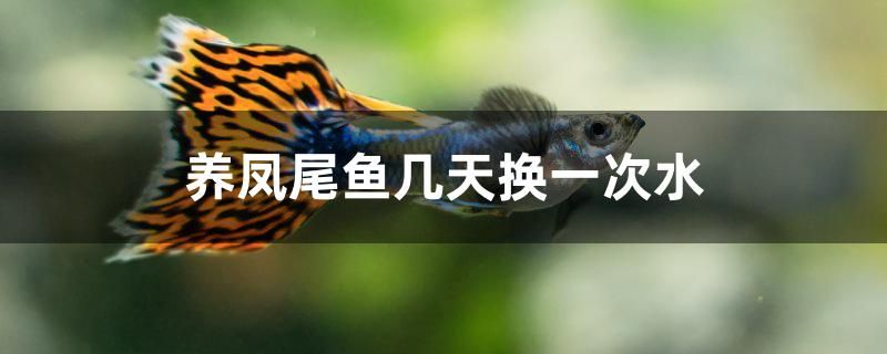 養(yǎng)鳳尾魚幾天換一次水