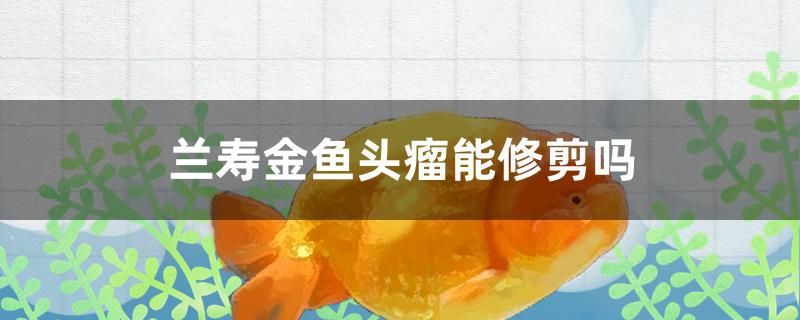 蘭壽金魚頭瘤能修剪嗎