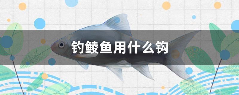 釣鯪魚用什么鉤