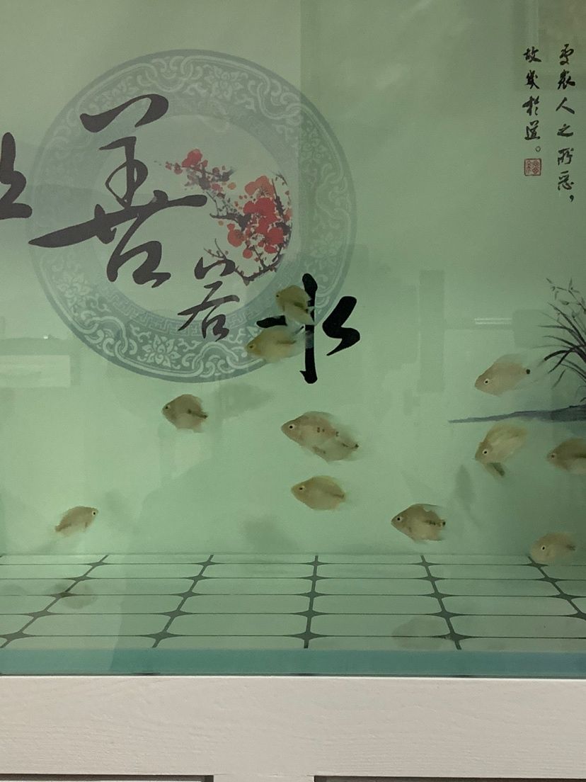 鸚鵡魚苗成長2