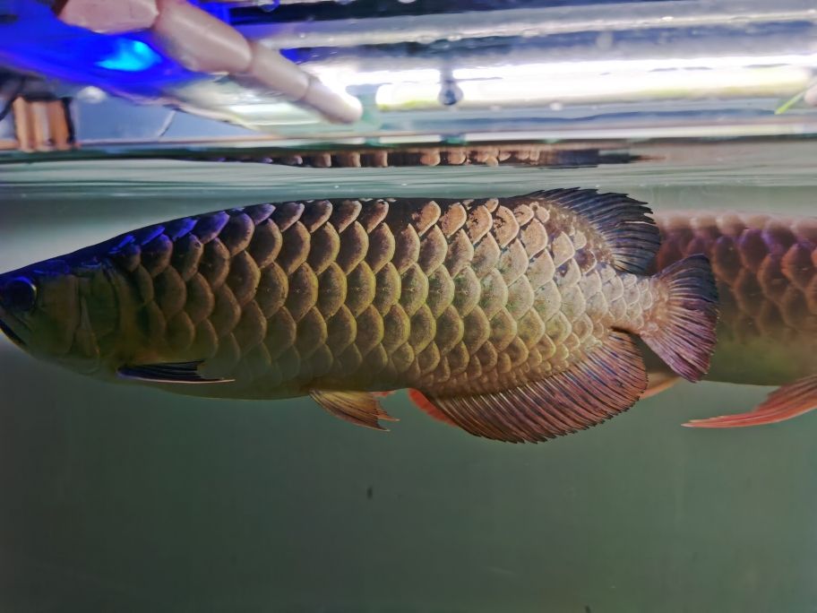 小佩魚缸(小佩魚缸怎么樣) 其他品牌魚缸 第2張