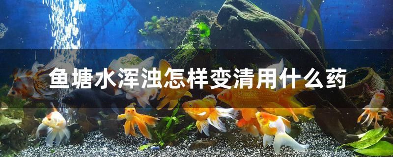 魚(yú)塘水渾濁怎樣變清用什么藥 黃鰭鯧魚(yú) 第1張