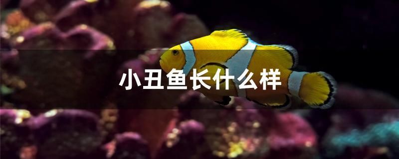 小丑魚(yú)長(zhǎng)什么樣 B級(jí)過(guò)背金龍魚(yú) 第1張