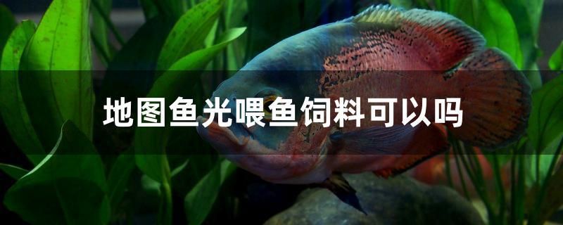 地圖魚光喂魚飼料可以嗎