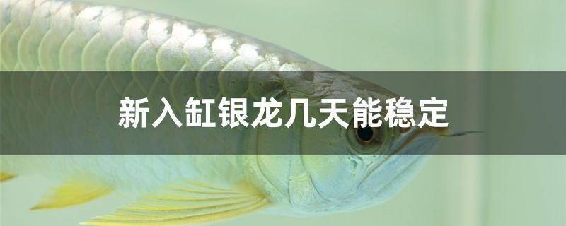 新入缸銀龍幾天能穩(wěn)定 廣州水族器材濾材批發(fā)市場 第1張