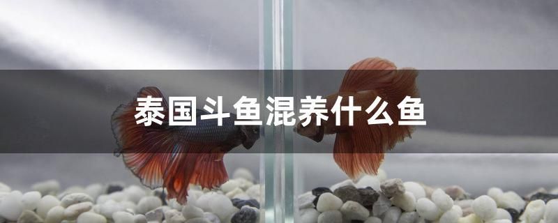 泰國斗魚混養(yǎng)什么魚