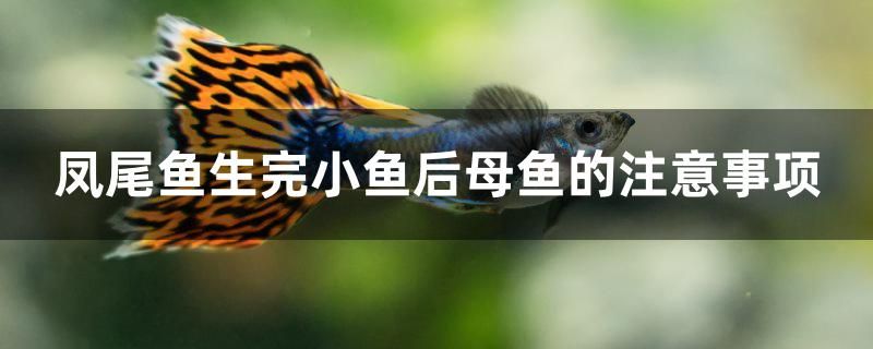 鳳尾魚生完小魚后母魚的注意事項 三色錦鯉魚 第1張