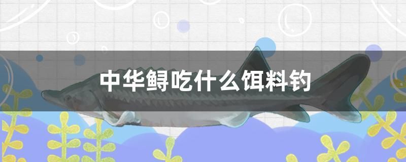 中華鱘吃什么餌料釣 白子銀龍魚苗 第1張