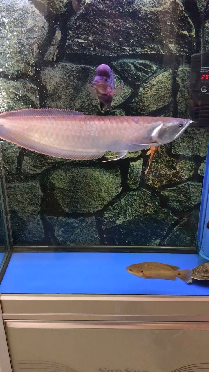 龍魚缸多大可以不拉筋 龍魚用多寬的缸 月光鴨嘴魚