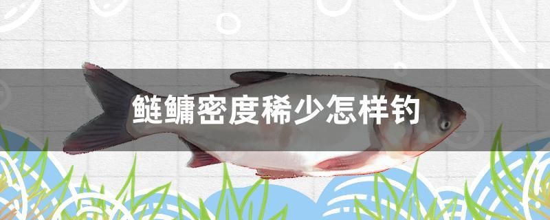 鰱鳙密度稀少怎樣釣 朱巴利魚 第1張