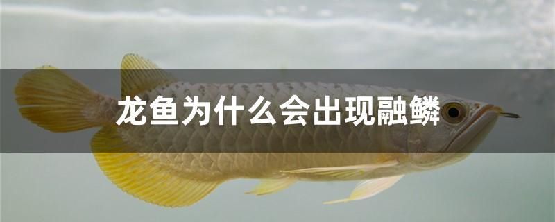 龍魚為什么會出現(xiàn)融鱗