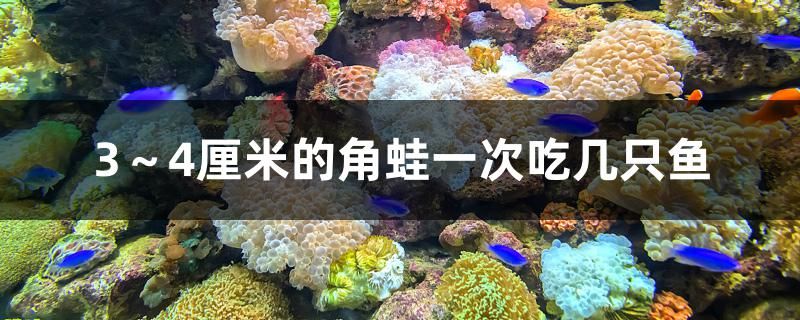 3～4厘米的角蛙一次吃幾只魚