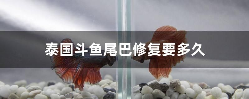 泰國斗魚尾巴修復(fù)要多久 量子養(yǎng)魚技術(shù) 第1張