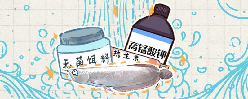 銀龍魚倒立的原因銀龍魚倒立的解決辦法