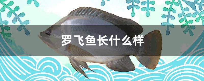 羅飛魚長什么樣 白子銀龍魚苗 第1張