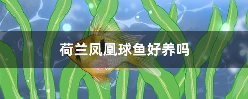 荷蘭鳳凰球魚好養(yǎng)嗎