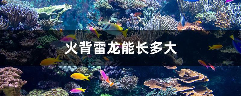 火背雷龍能長多大 飛鳳魚苗 第1張