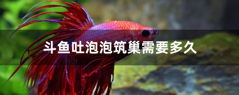 斗魚(yú)吐泡泡筑巢需要多久 粗線銀版魚(yú)苗 第1張