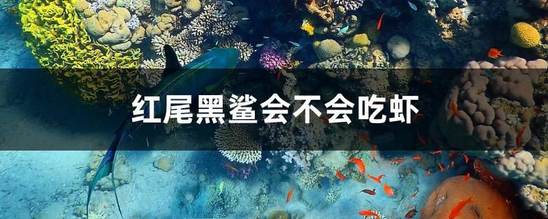 太行山石頭可以放魚缸里嗎視頻（太行石放魚缸行嗎） 黃金斑馬魚