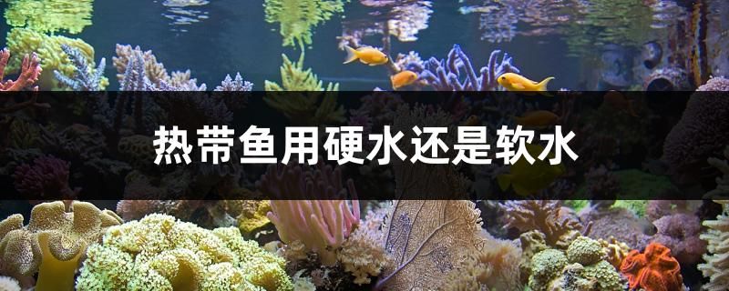 熱帶魚用硬水還是軟水 魚缸等水族設(shè)備 第1張