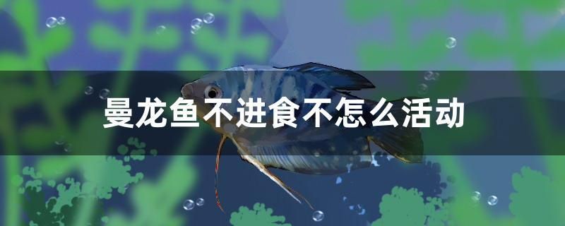 曼龍魚不進(jìn)食不怎么活動(dòng) 巴西亞魚苗 第1張