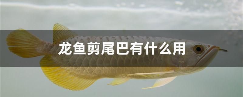 龍魚剪尾巴有什么用 國(guó)產(chǎn)元寶鳳凰魚 第1張