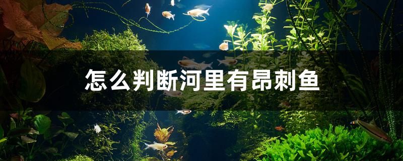 怎么判斷河里有昂刺魚 水族維護(hù)服務(wù)（上門） 第1張