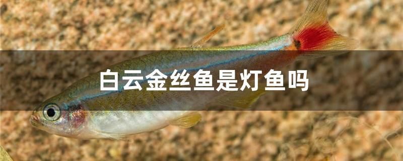 白云金絲魚是燈魚嗎