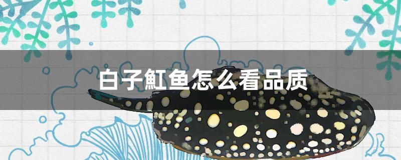 白子魟魚怎么看品質(zhì)