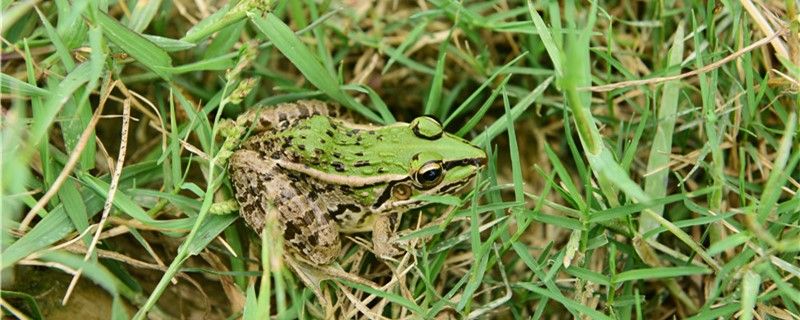 青蛙會淹死嗎蝌蚪會淹死嗎 喂食器 第1張