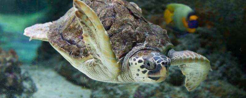 海龜一般能活多少年 黃吉金龍（白子金龍魚） 第2張