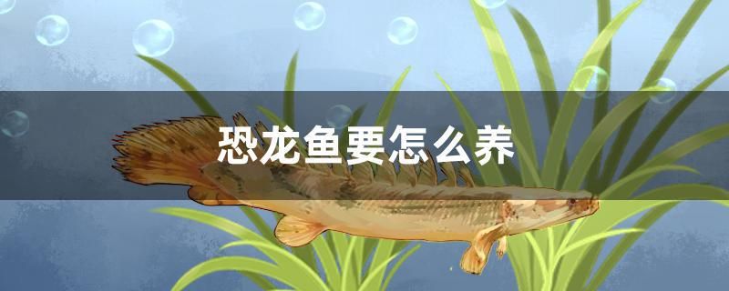 恐龍魚要怎么養(yǎng)