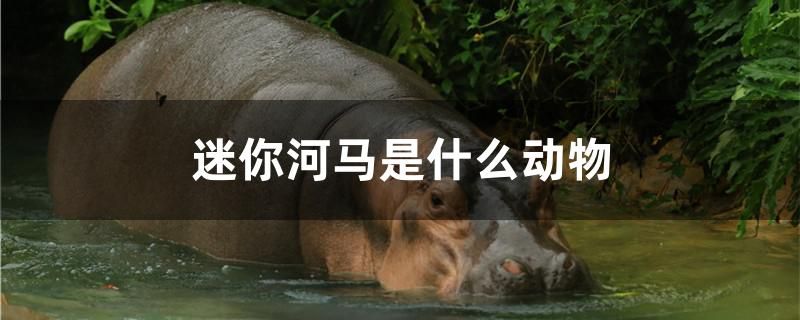 迷你河馬是什么動物