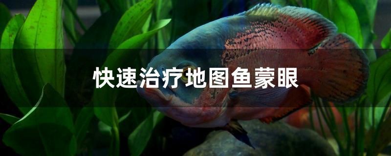 快速治療地圖魚蒙眼 黃吉金龍（白子金龍魚） 第1張