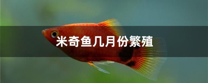 米奇魚(yú)幾月份繁殖