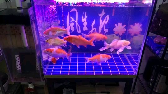 水溫19℃，喂食量減少一半 觀賞魚論壇 第1張