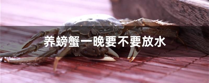 養(yǎng)螃蟹一晚要不要放水