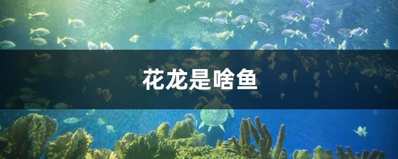 花龍是啥魚 和尚魚 第1張