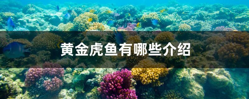 黃金虎魚有哪些介紹 2025第29屆中國國際寵物水族展覽會CIPS（長城寵物展2025 CIPS） 第1張