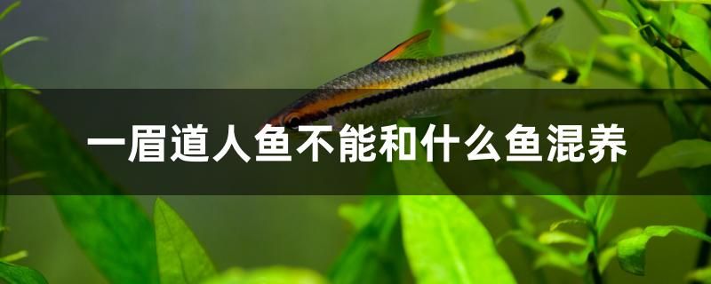 一眉道人魚不能和什么魚混養(yǎng)