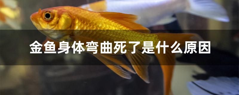 金魚身體彎曲死了是什么原因 鐵甲武士 第1張