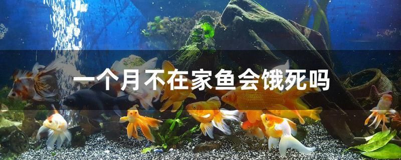 銀龍魚能吃雞肉嗎 銀龍魚能吃雞肉嗎視頻 一眉道人魚苗 第2張